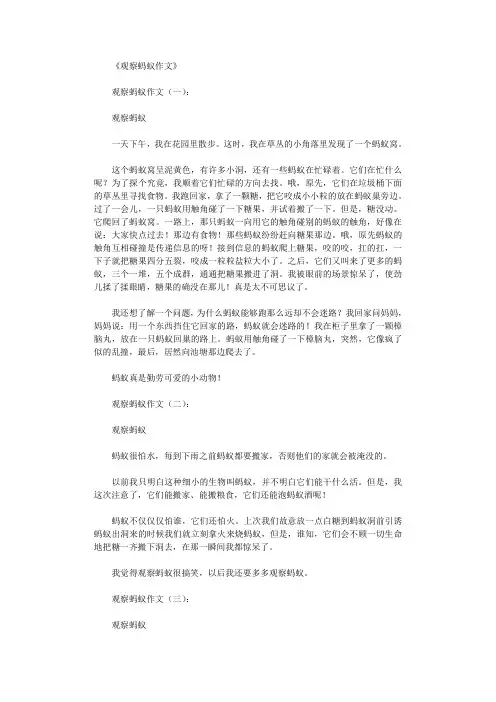 观察蚂蚁作文15篇