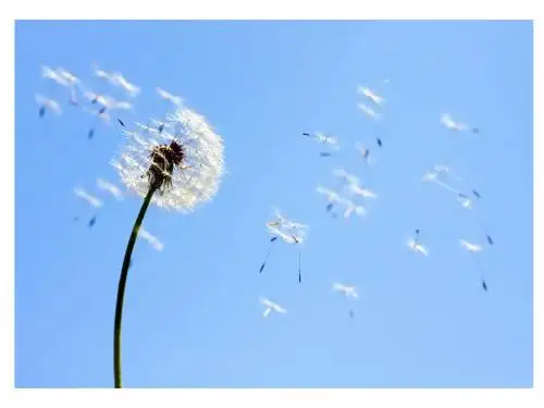 蒲公英  第二课时
