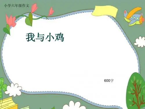 小学六年级作文《我与小鸡》600字