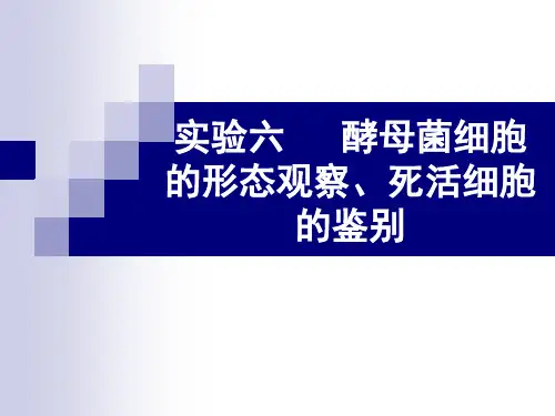实验六 酵母菌死活细胞鉴别