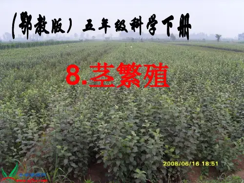 《茎繁殖》课件