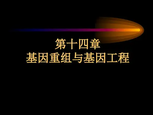 第十四章基因重组与基因工程.pptx