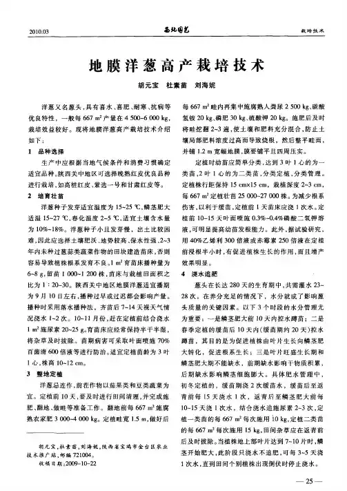 地膜洋葱高产栽培技术 2