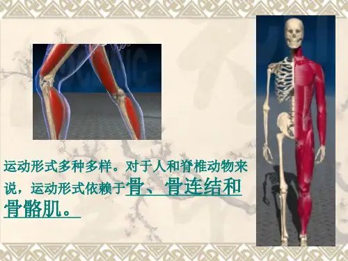 骨的形态和结构.