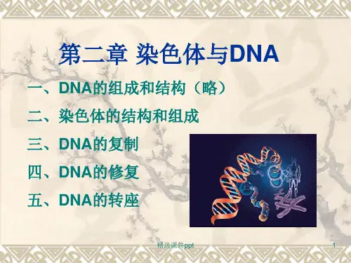 DNA与染色体