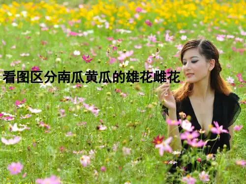 看图区分黄瓜南瓜的雄花雌花