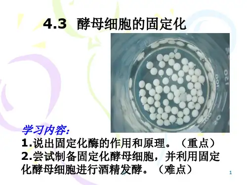 4-3酵母细胞的固定化课件高二下学期生物人教版选修一