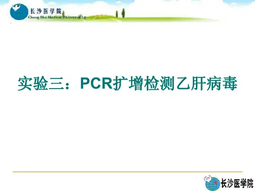 PCR扩增检测乙肝病毒
