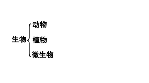 第四章生物分类