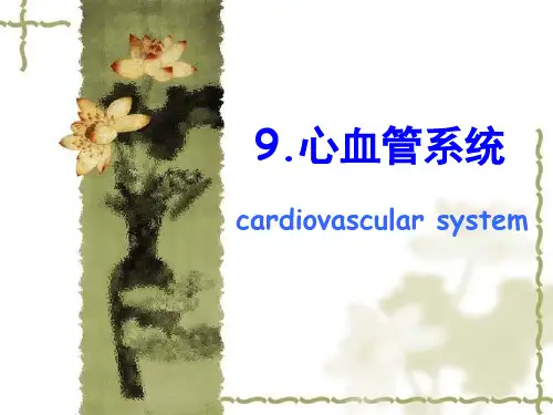 9,y心血管系统