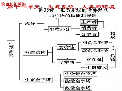 生态系统的营养结构
