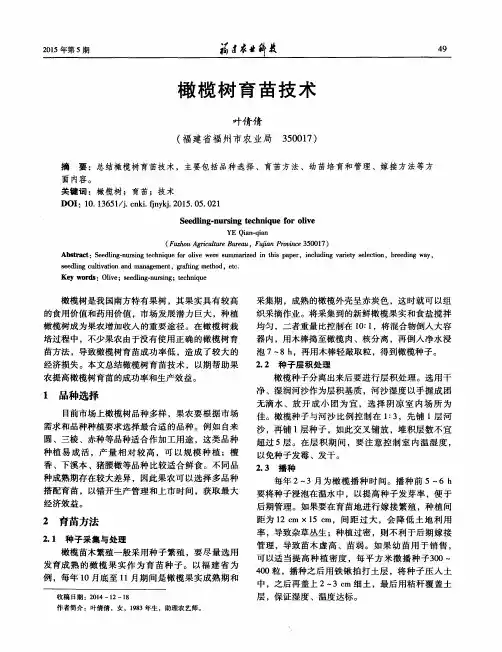 橄榄树育苗技术