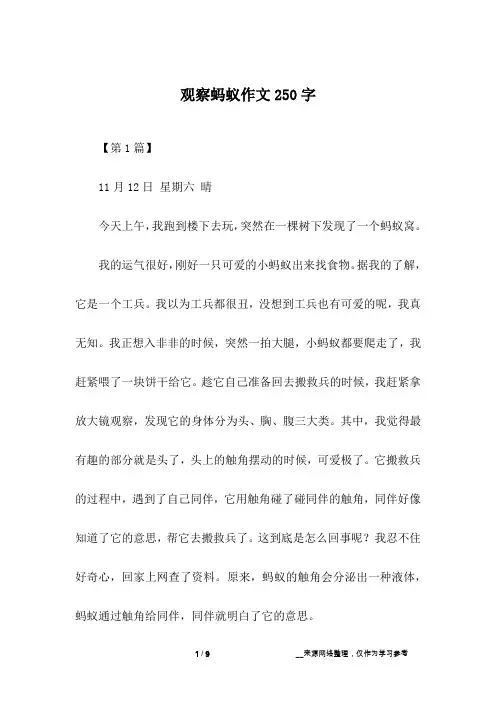 观察蚂蚁作文250字