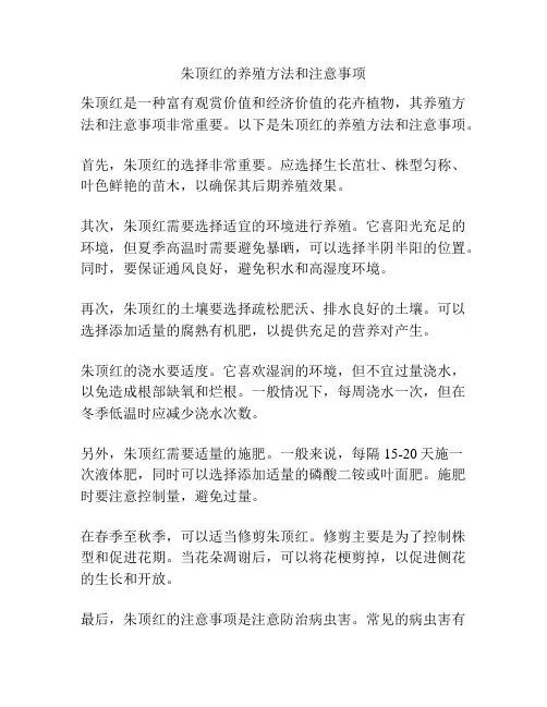 朱顶红的养殖方法和注意事项