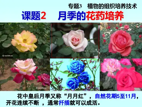选1.3.2月季花药培养