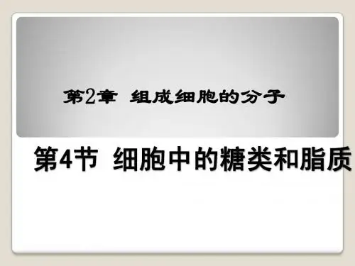细胞中的糖类和脂质上课