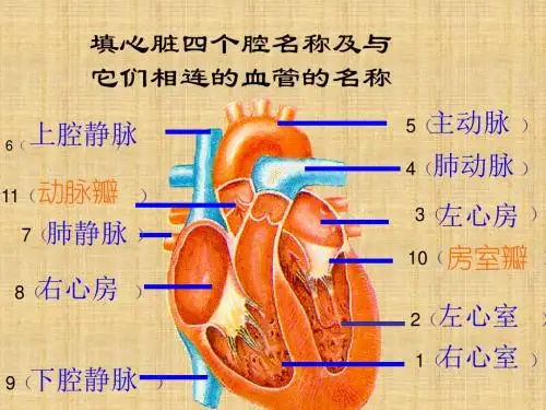 2013春济南版七下第三节《物质运输的途径》ppt课件