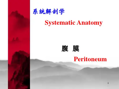 腹膜 系统解剖学PPT教学课件