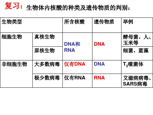 DNA结构和特点