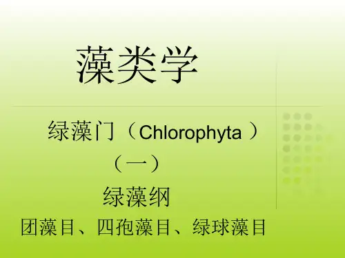 9-绿藻门-1