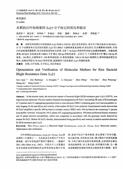 水稻抗白叶枯病基因Xa23分子标记的优化和验证