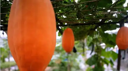 正方体截面的形状