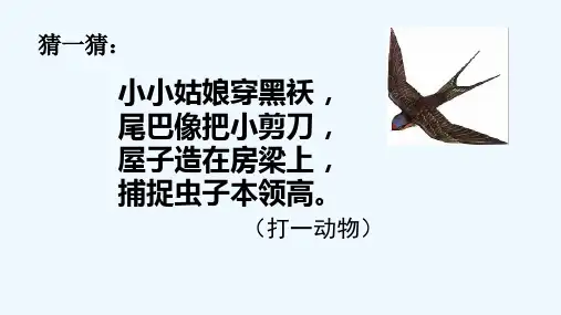 燕子(24)