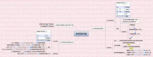 8.1核苷酸代谢 思维导图-生物化学