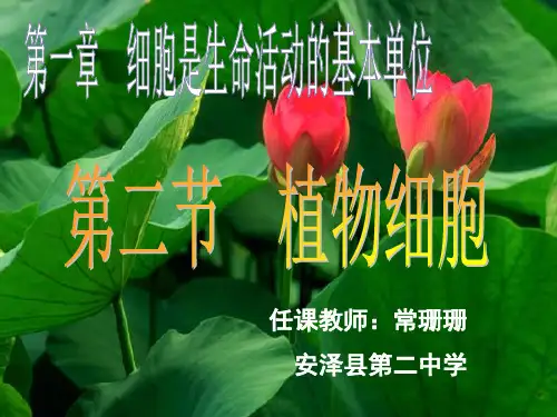 初中生物人教版七年级上册第二节 植物细胞