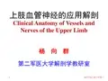上肢主要血管神经