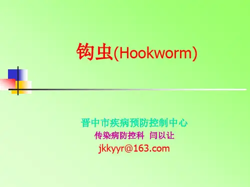 钩虫