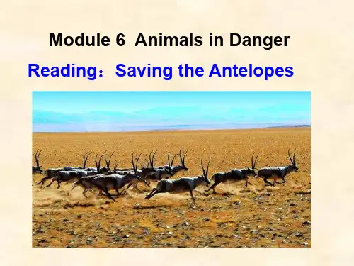 savingtheantelopes