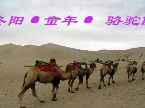 冬阳童年骆驼队