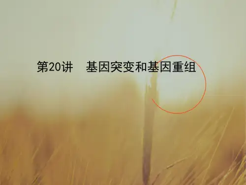 2018年高考生物一轮复习课件：第七单元 第20讲 基因突变和基因重组