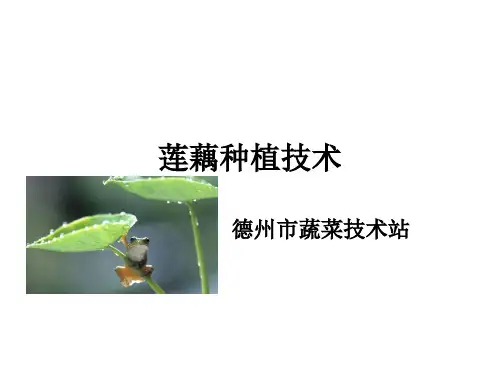 莲藕种植技术 PPT课件