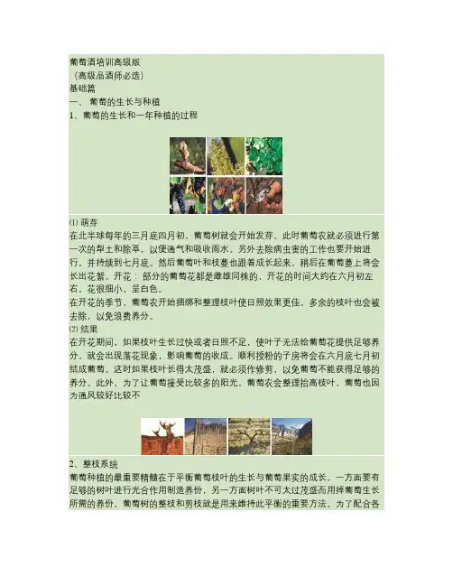 葡萄酒(果酒类)品酒师培训资料汇总