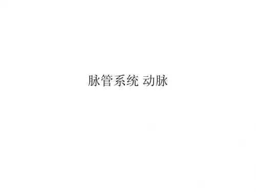 脉管系统动脉