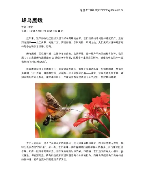 蜂鸟鹰蛾