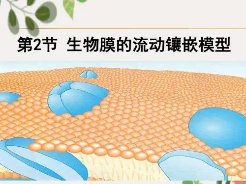 人教版高中生物必修一第4章第2节生物膜的流动镶嵌模型  课件(共18张PPT)