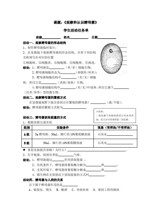培养、观察青霉和酵母菌(实验)