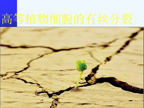 高等植物细胞的有丝分裂
