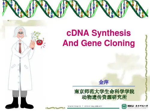 cDNA全场扩增解析