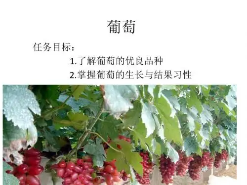 葡萄