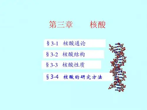 核酸基础