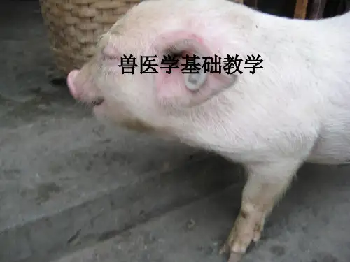 兽医学基础ppt课件