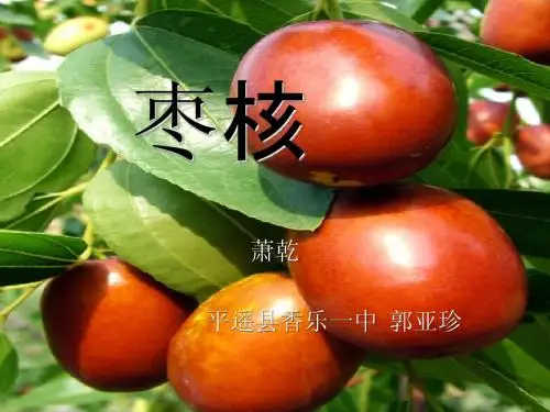 枣核