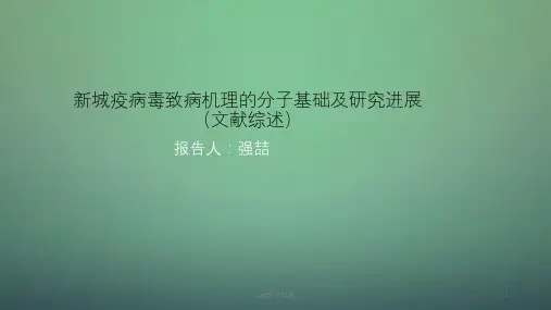 新城疫病毒介绍ppt课件
