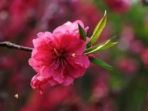 桃树夏季管理
