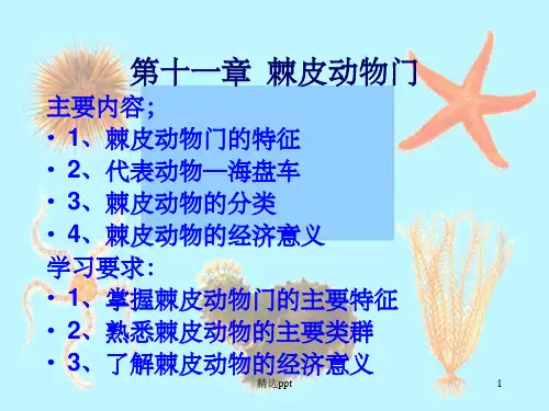 《棘皮动物》PPT课件 (2)