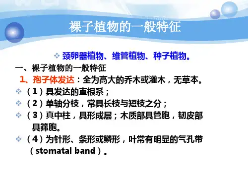 生物竞赛裸子植物共张精品PPT课件